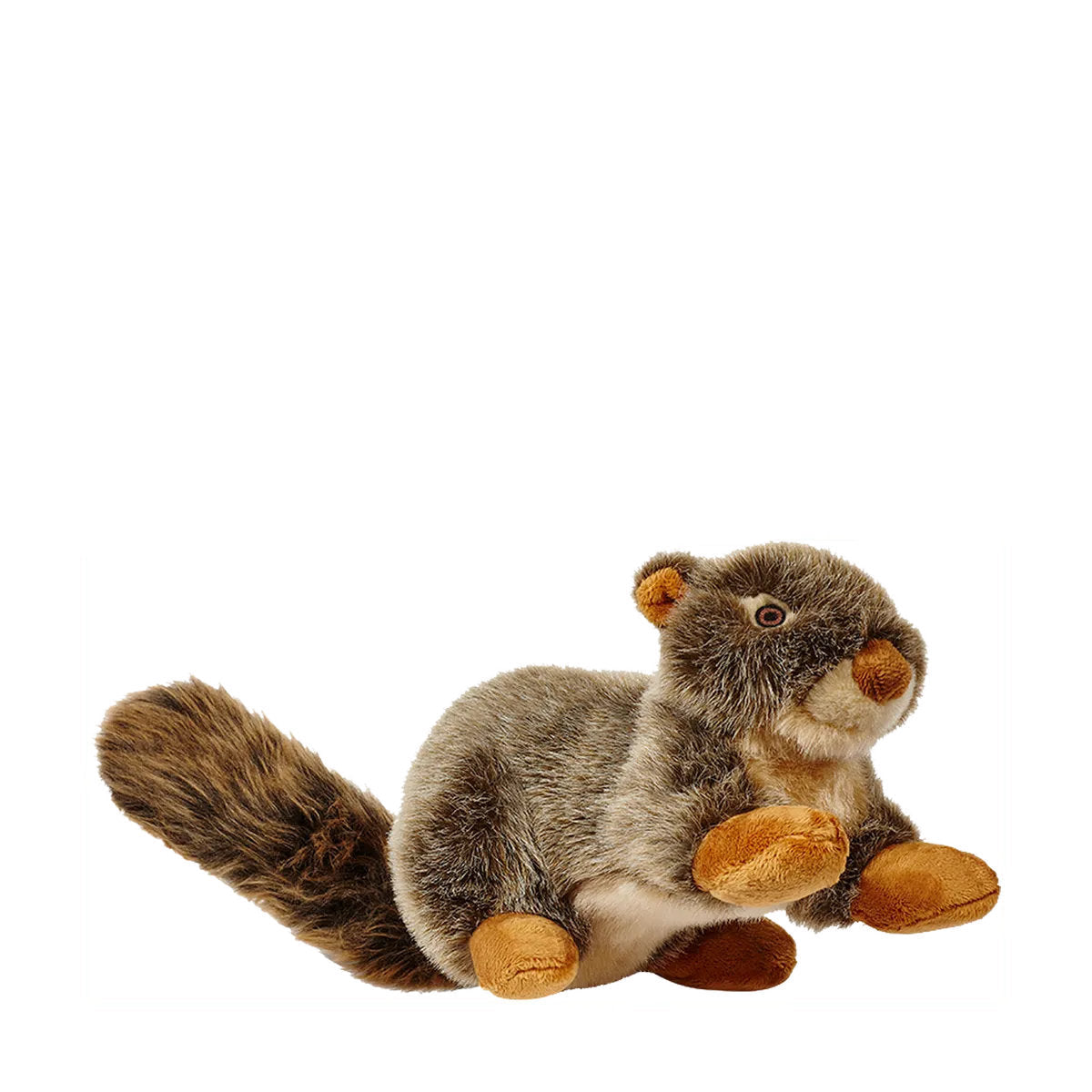 Nuts Squirrel
