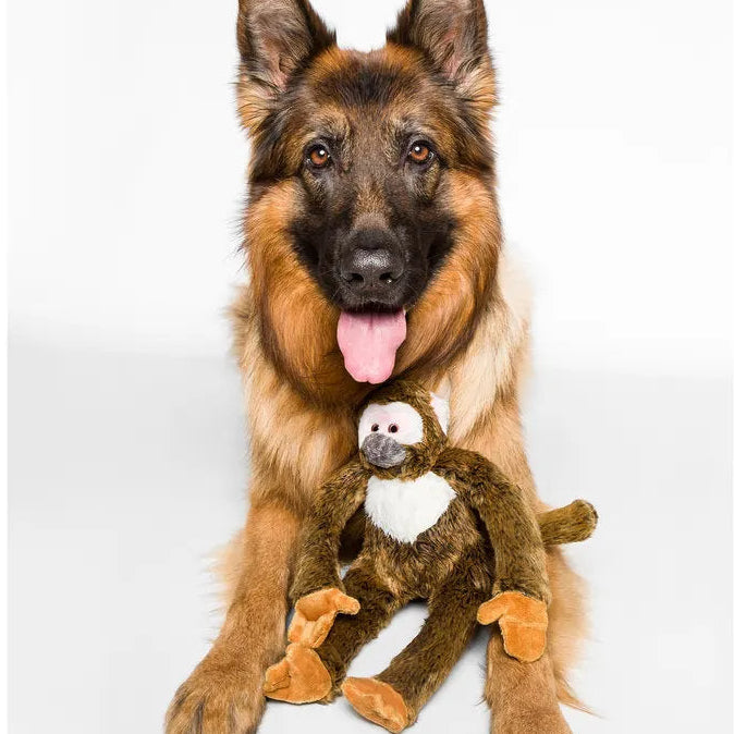 Albert Monkey