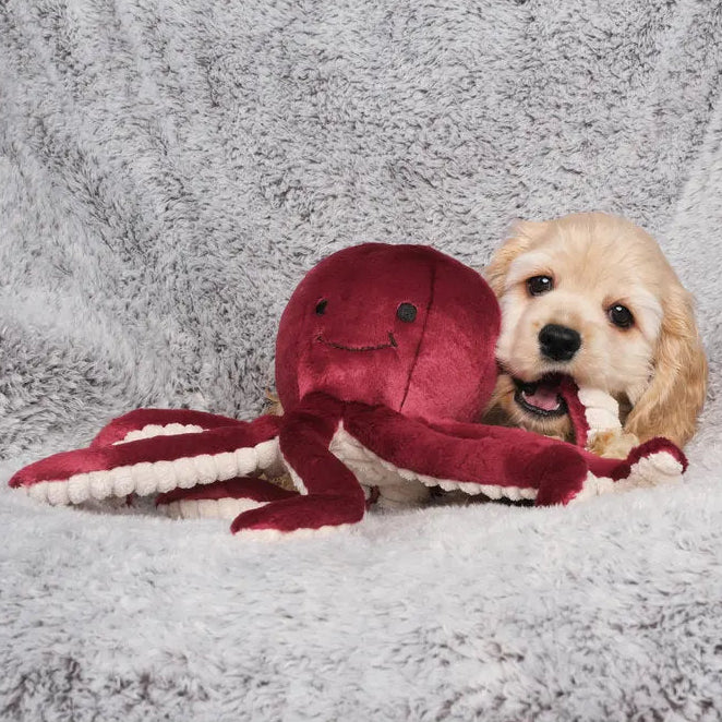Olympia Octopus