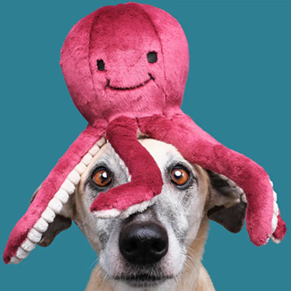 Olympia Octopus