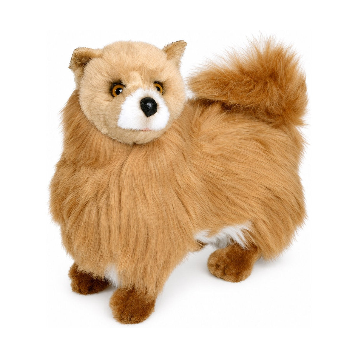 Piutrè Pomeranian