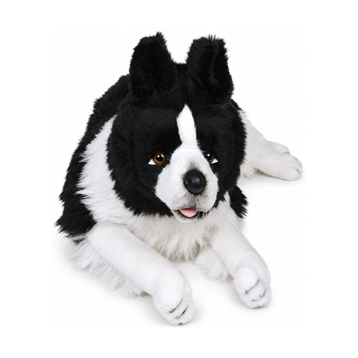 Piutrè Bordercollie