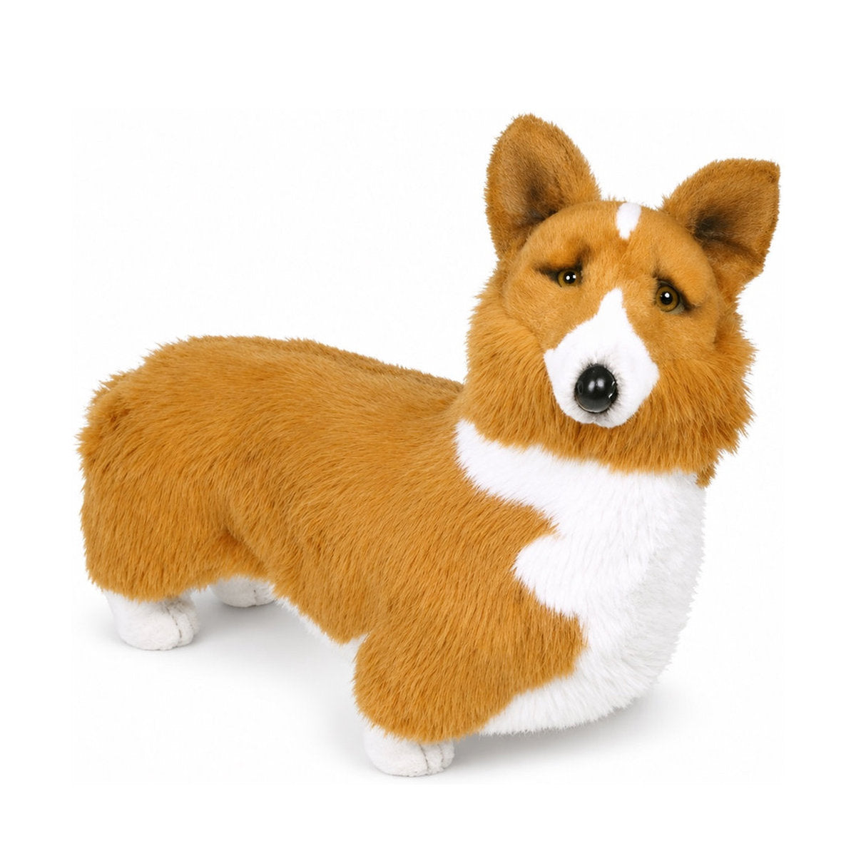 Piutrè Welsh corgi pembroke