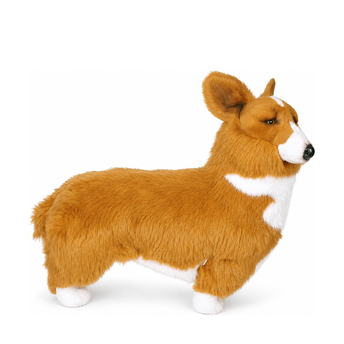 Piutrè Welsh corgi pembroke