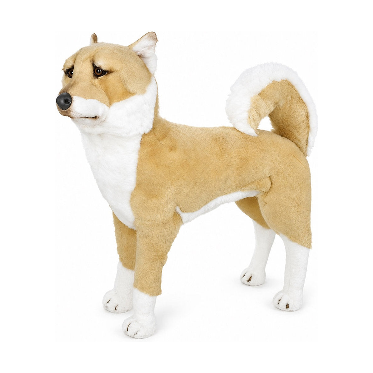 Piutrè Shiba