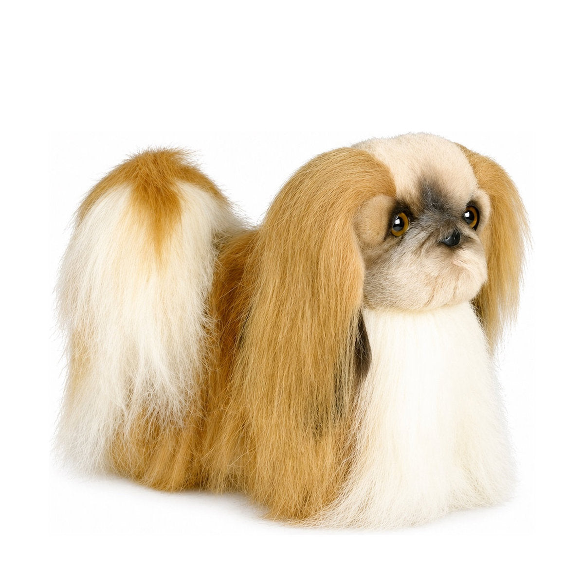 Piutrè Pekingese