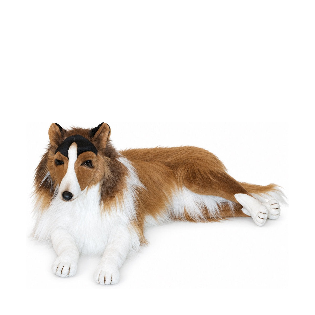 Piutrè Collie