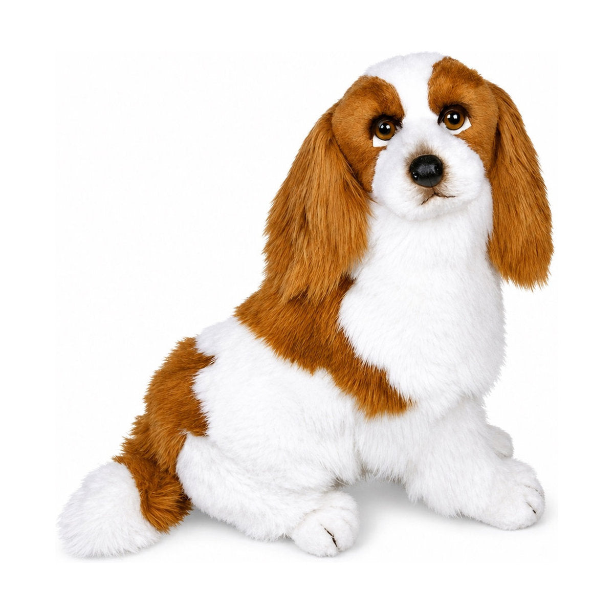 Piutrè Cavalier kingcharlesinspanieli