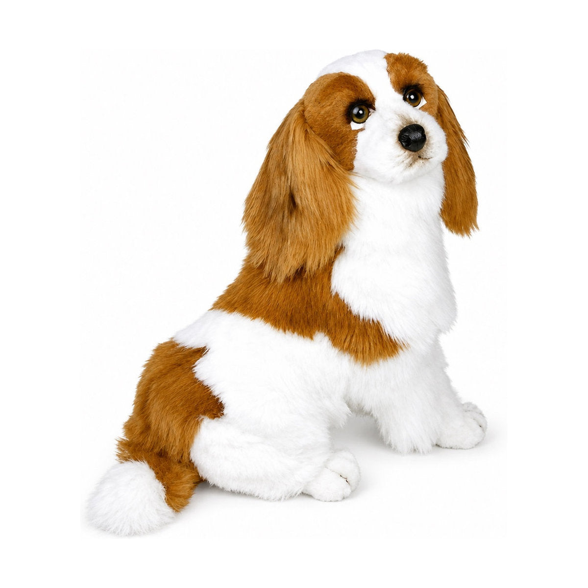 Piutrè Cavalier kingcharlesinspanieli