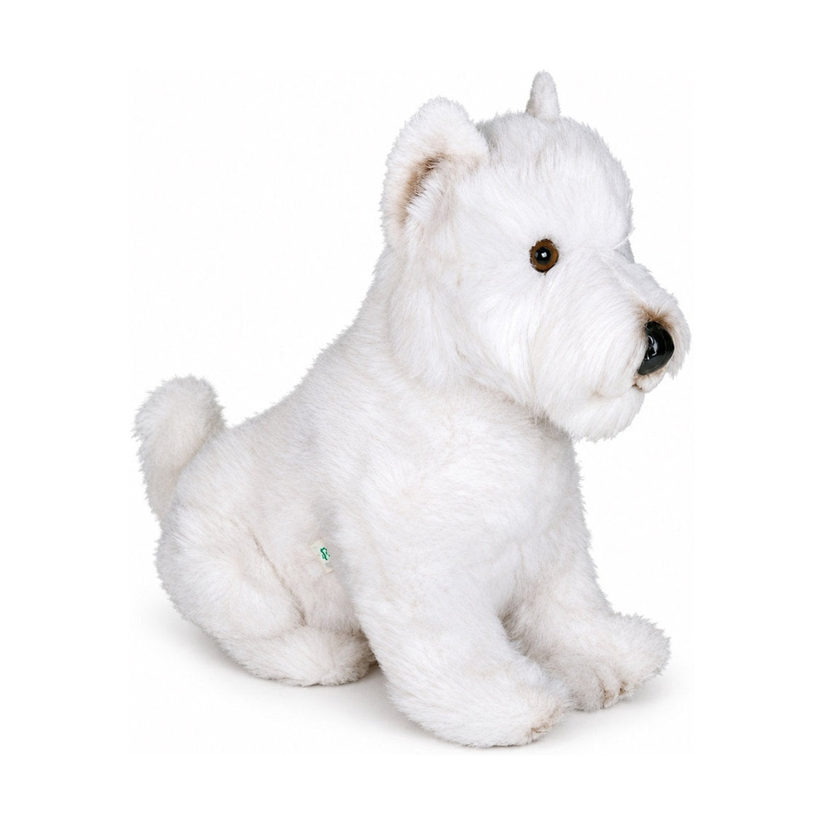 Piutrè West highland white terrier