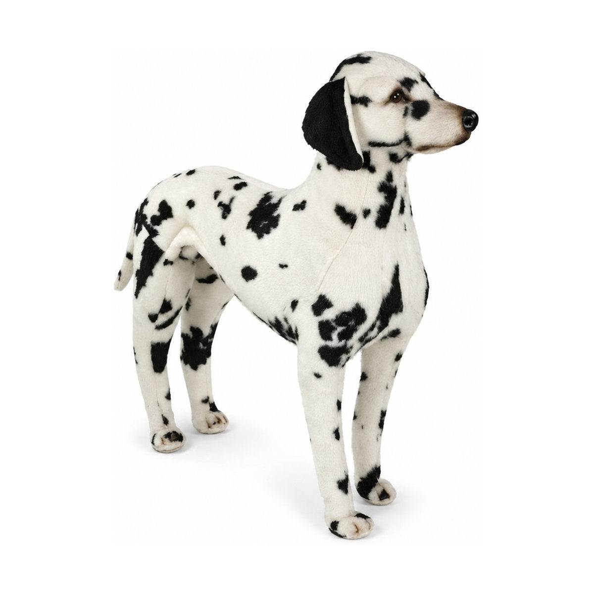 Piutrè Dalmatiankoira