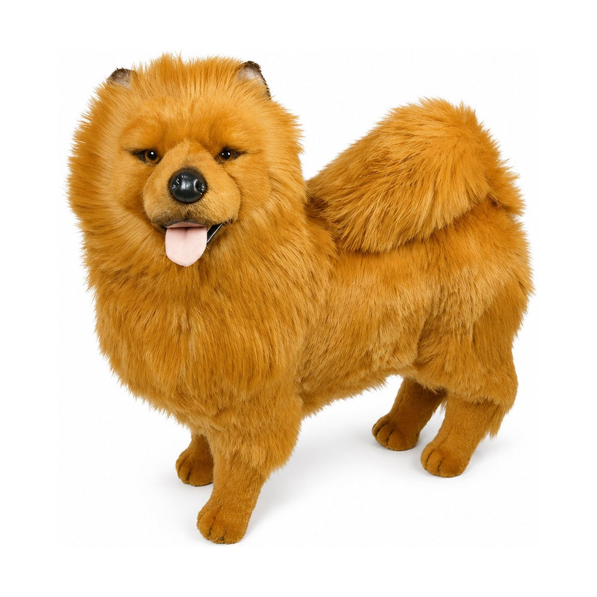 Piutrè Punainen chow chow