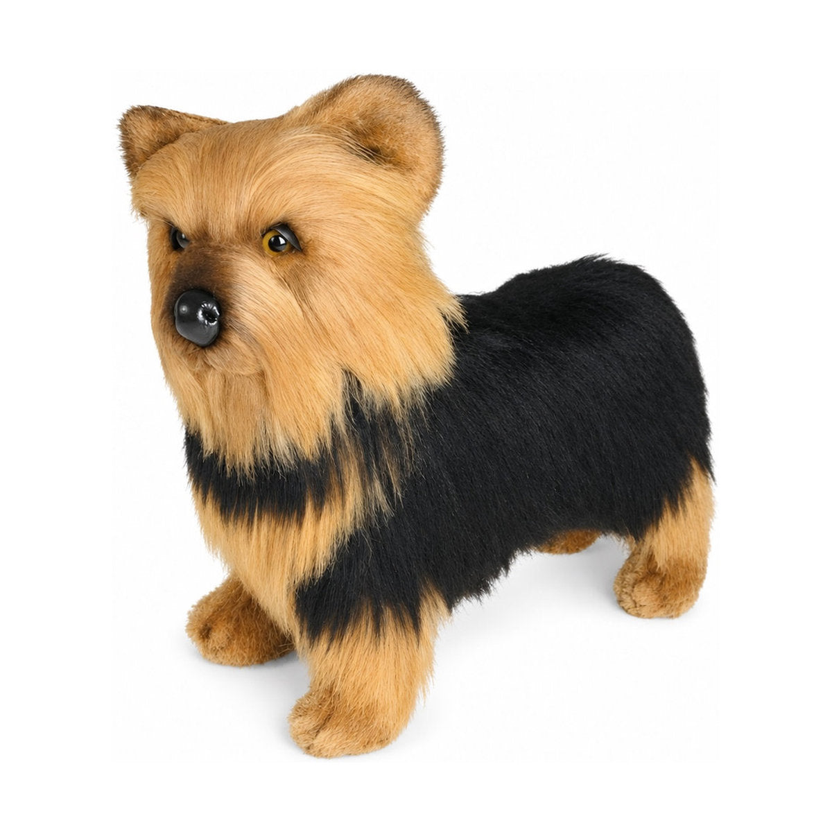 Piutrè Yorkshireterrier