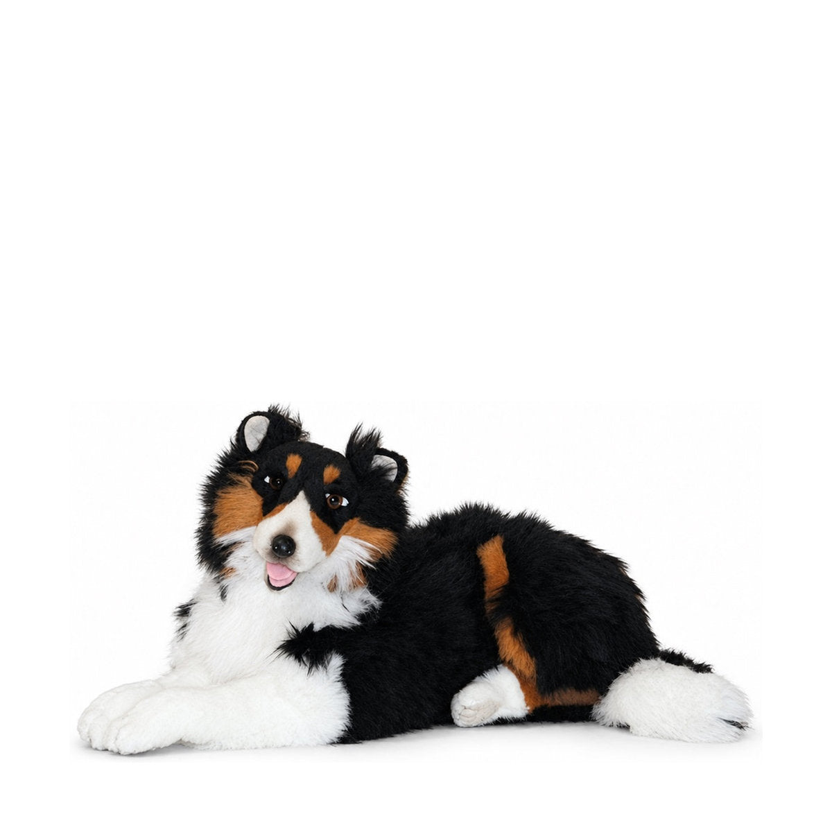 Piutrè Shetland sheepdog